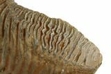 Woolly Mammoth Molar From Serbia - Collector Quality! #129993-3